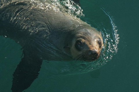 Phillip Island Seal-Watching Cruise - Inverell Accommodation 1