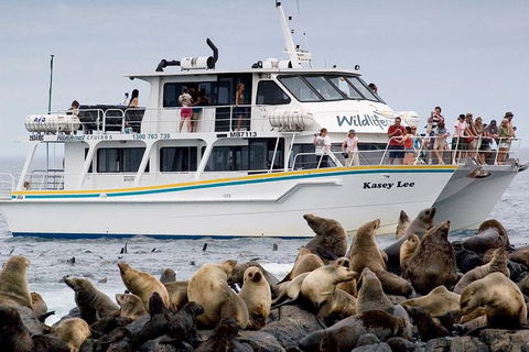 Phillip Island Seal-Watching Cruise - Inverell Accommodation 0