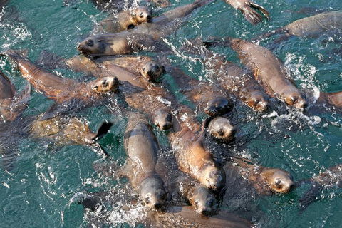Phillip Island Seal-Watching Cruise - Inverell Accommodation 7