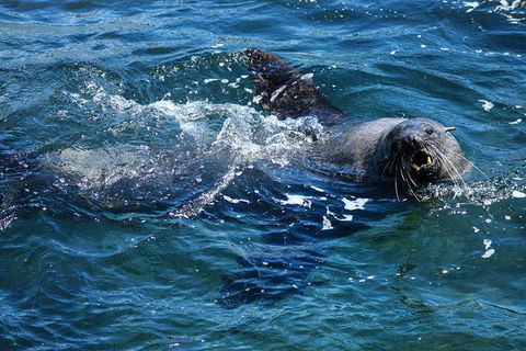 Phillip Island Seal-Watching Cruise - Inverell Accommodation 4