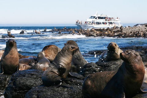Phillip Island Seal-Watching Cruise - Inverell Accommodation 2
