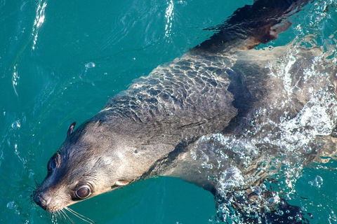 Phillip Island Seal-Watching Cruise - Inverell Accommodation 8