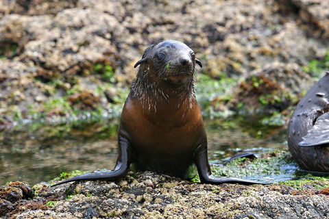 Phillip Island Seal-Watching Cruise - Inverell Accommodation 5