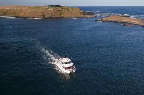 Phillip Island Seal-Watching Cruise - Inverell Accommodation 6