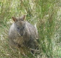 Leven Canyon Day Trip Including Wings Wildlife Park or Gunns Plains Caves from Devonport Ulverstone or Burnie - Inverell Accommodation