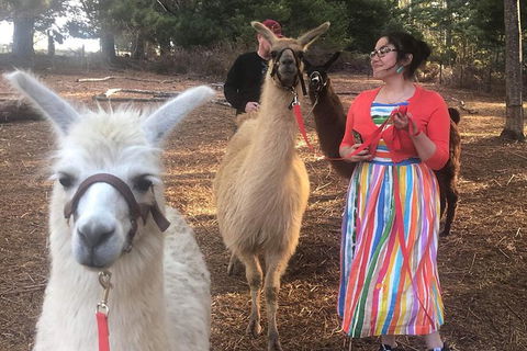Unguided Family Llama Walk - Inverell Accommodation 1