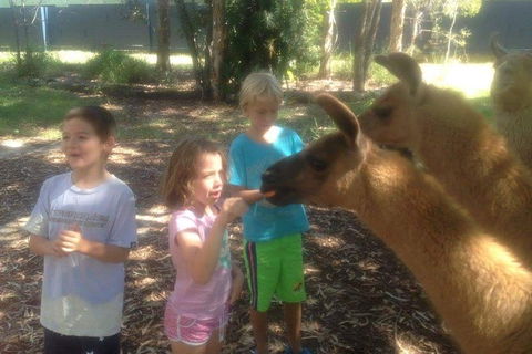 Unguided Family Llama Walk - Inverell Accommodation 0