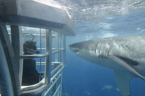 White Shark Tour With Optional Cage Dive From Port Lincoln - Inverell Accommodation 1