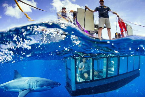 White Shark Tour With Optional Cage Dive From Port Lincoln - Inverell Accommodation 0