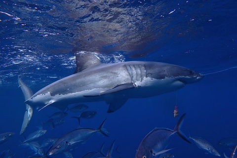 White Shark Tour With Optional Cage Dive From Port Lincoln - Inverell Accommodation 6