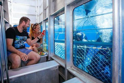 White Shark Tour With Optional Cage Dive From Port Lincoln - Inverell Accommodation 4