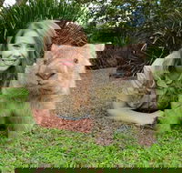 Croc Express to Australia Zoo from Brisbane - Inverell Accommodation