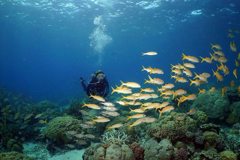 Poseidon Outer Great Barrier Reef Snorkeling And Diving Cruise From Port Douglas - Inverell Accommodation 6