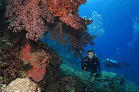 Poseidon Outer Great Barrier Reef Snorkeling And Diving Cruise From Port Douglas - Inverell Accommodation 8