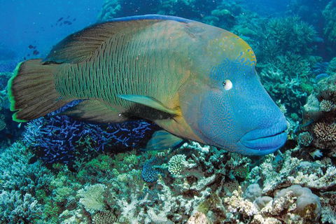 Poseidon Outer Great Barrier Reef Snorkeling And Diving Cruise From Port Douglas - Inverell Accommodation 3