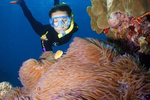 Poseidon Outer Great Barrier Reef Snorkeling And Diving Cruise From Port Douglas - Inverell Accommodation 4
