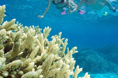Silversonic Outer Great Barrier Reef Dive And Snorkel Cruise From Port Douglas - Inverell Accommodation 1