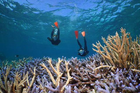 Silversonic Outer Great Barrier Reef Dive And Snorkel Cruise From Port Douglas - Inverell Accommodation 8