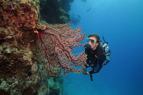 Silversonic Outer Great Barrier Reef Dive And Snorkel Cruise From Port Douglas - Inverell Accommodation 6