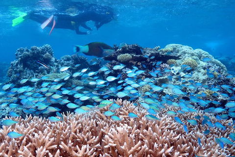 Silversonic Outer Great Barrier Reef Dive And Snorkel Cruise From Port Douglas - Inverell Accommodation 4