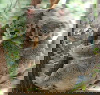 Lone Pine Koala Sanctuary Day Pass - Inverell Accommodation