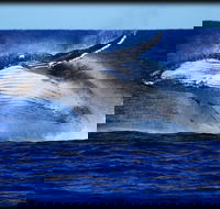 Whale Watching Cruise from Redcliffe Brisbane or the Sunshine Coast - Inverell Accommodation