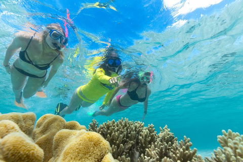 Ocean Safari Great Barrier Reef Experience In Cape Tribulation - Inverell Accommodation 4