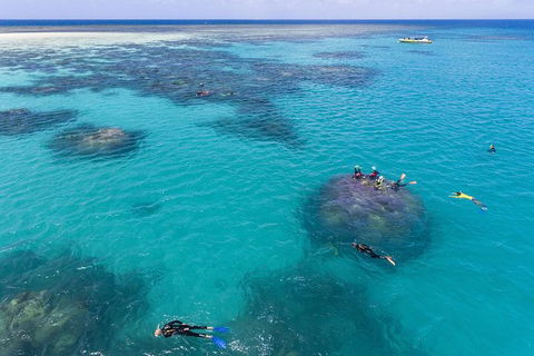Ocean Safari Great Barrier Reef Experience In Cape Tribulation - Inverell Accommodation 12