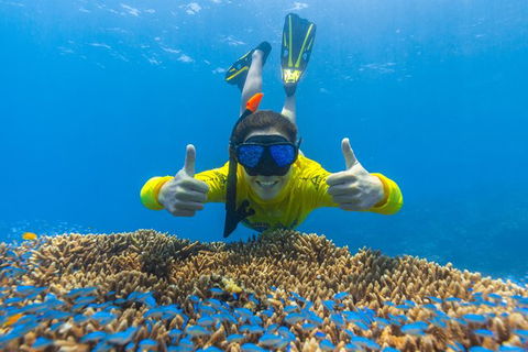 Ocean Safari Great Barrier Reef Experience In Cape Tribulation - Inverell Accommodation 5