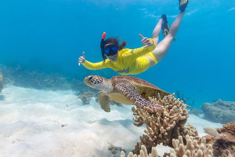 Ocean Safari Great Barrier Reef Experience In Cape Tribulation - Inverell Accommodation 13