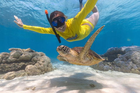 Ocean Safari Great Barrier Reef Experience In Cape Tribulation - Inverell Accommodation 2