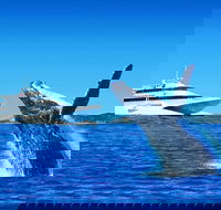 Tangalooma Island Resort Classic Whale Watching Day Cruise - Inverell Accommodation