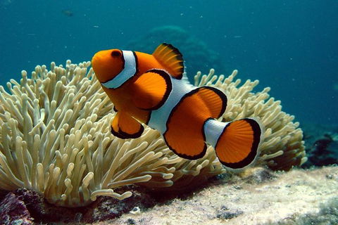 Cairns Reef And Rainforest Combo: Daintree Rainforest And The Great Barrier Reef - Inverell Accommodation 1