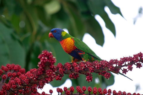 Cairns Reef And Rainforest Combo: Daintree Rainforest And The Great Barrier Reef - Inverell Accommodation 4