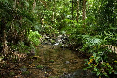 Cairns Reef And Rainforest Combo: Daintree Rainforest And The Great Barrier Reef - Inverell Accommodation 7