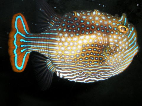 Quicksilver Outer Great Barrier Reef Snorkel Cruise From Port Douglas - Inverell Accommodation 3