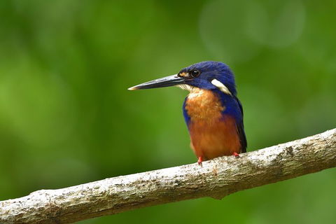 Daintree River Dawn Cruise - Inverell Accommodation 0