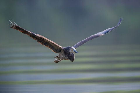 Daintree River Dawn Cruise - Inverell Accommodation 10