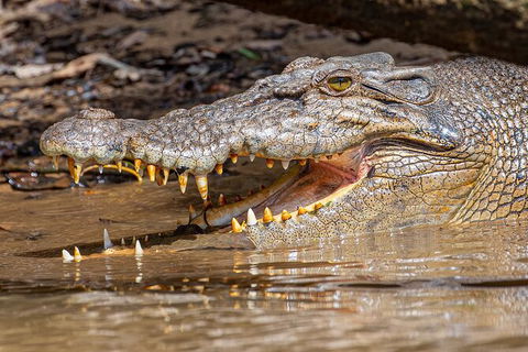 Daintree River Dawn Cruise - Inverell Accommodation 15