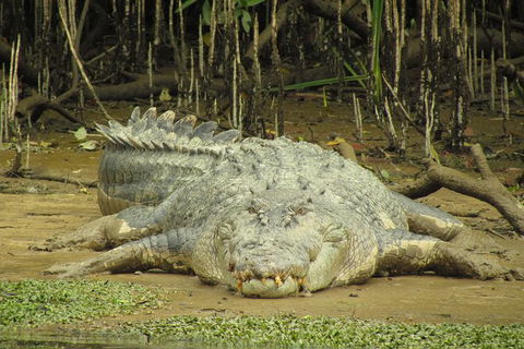 Daintree River Dawn Cruise - Inverell Accommodation 13
