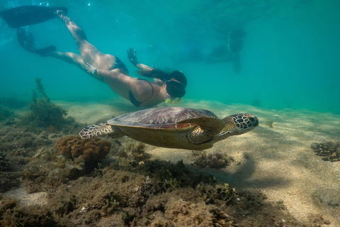 Half Day Low Isles Snorkelling Tour From Port Douglas - Inverell Accommodation 6