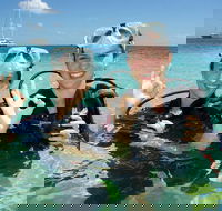 Ocean Spirit Michaelmas Cay Dive and Snorkel Cruise from Palm Cove - Inverell Accommodation