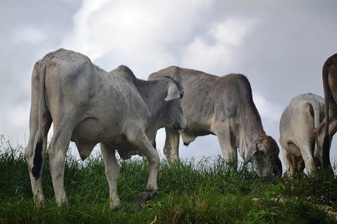 Daintree River Cruise - Inverell Accommodation 6