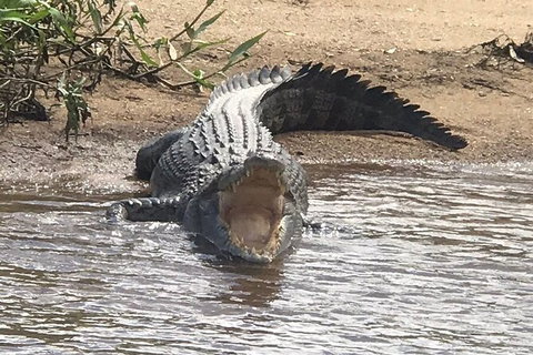 Daintree River Cruise - Inverell Accommodation 5