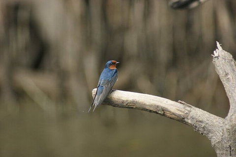Daintree River Cruise - Inverell Accommodation 8
