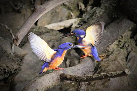 Daintree River Sunset Cruise - Inverell Accommodation 1