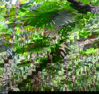 Cape Tribulation Daintree Rainforest and Wildlife Tour - Inverell Accommodation
