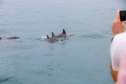 Noosa Oceanrider Scenic Dolphin Safari - Inverell Accommodation 6