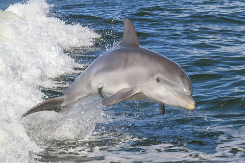 Noosa Oceanrider Scenic Dolphin Safari - Inverell Accommodation 1