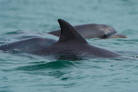 Noosa Oceanrider Scenic Dolphin Safari - Inverell Accommodation 2